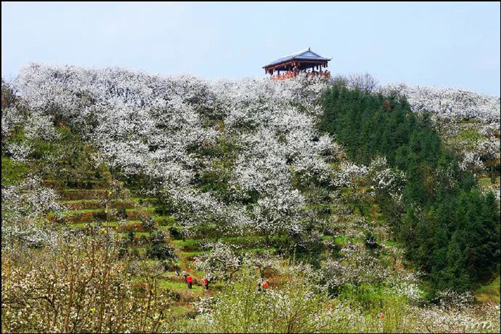 【春天，广西桂林灌阳县向您发出邀请！】我们在灌阳看梨花 - 游山玩水 - 乌鲁木齐生活社区 - 乌鲁木齐28生活网 xj.28life.net