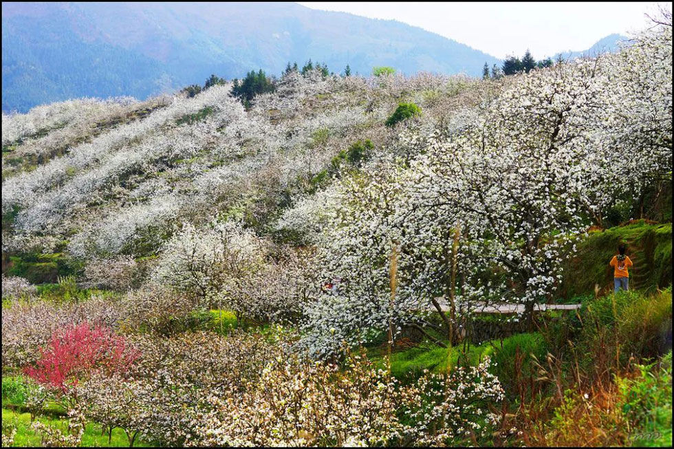 【春天，广西桂林灌阳县向您发出邀请！】我们在灌阳看梨花 - 游山玩水 - 乌鲁木齐生活社区 - 乌鲁木齐28生活网 xj.28life.net