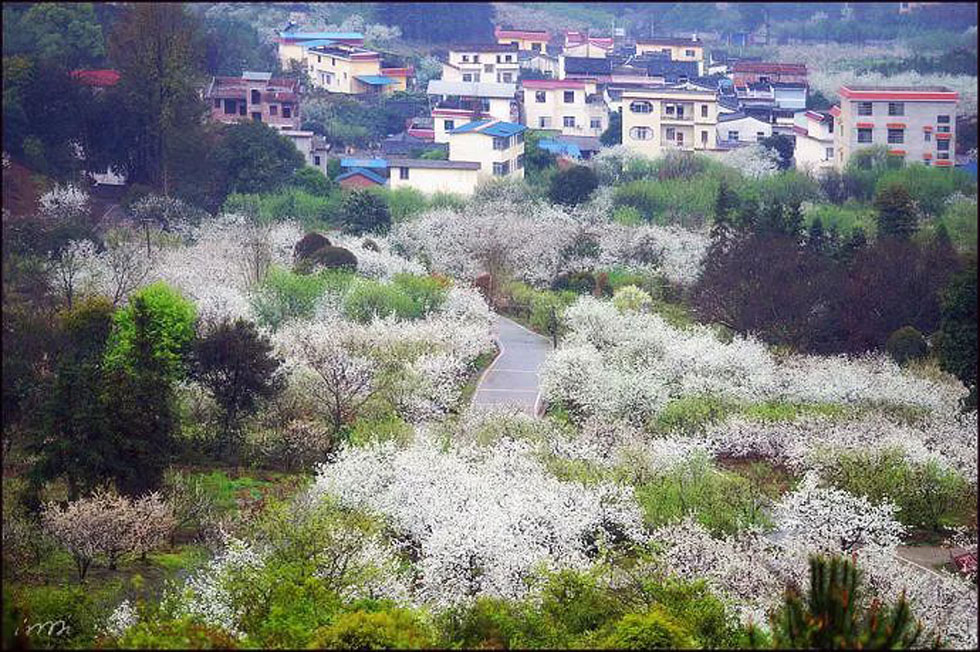 【春天，广西桂林灌阳县向您发出邀请！】我们在灌阳看梨花 - 游山玩水 - 乌鲁木齐生活社区 - 乌鲁木齐28生活网 xj.28life.net