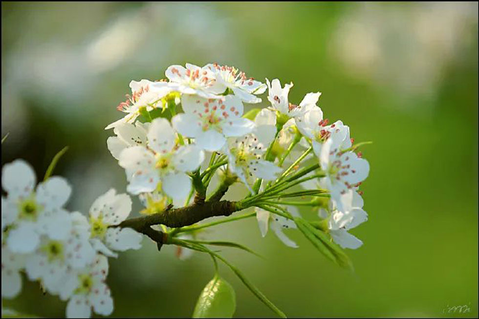 【春天，广西桂林灌阳县向您发出邀请！】我们在灌阳看梨花 - 游山玩水 - 乌鲁木齐生活社区 - 乌鲁木齐28生活网 xj.28life.net