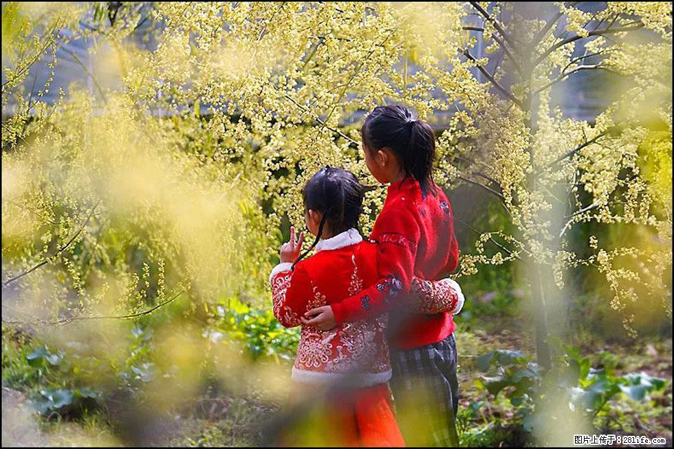 【春天,广西桂林灌阳县向您发出邀请!】米珠山前有片山苍子花在飘香 - 游山玩水 - 乌鲁木齐生活社区 - 乌鲁木齐28生活网 xj.28life.net