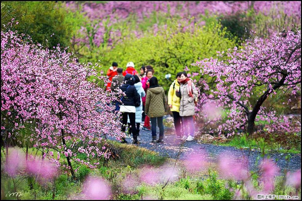 【春天，广西桂林灌阳县向您发出邀请！】官庄村有个醉美的桃花园 - 游山玩水 - 乌鲁木齐生活社区 - 乌鲁木齐28生活网 xj.28life.net
