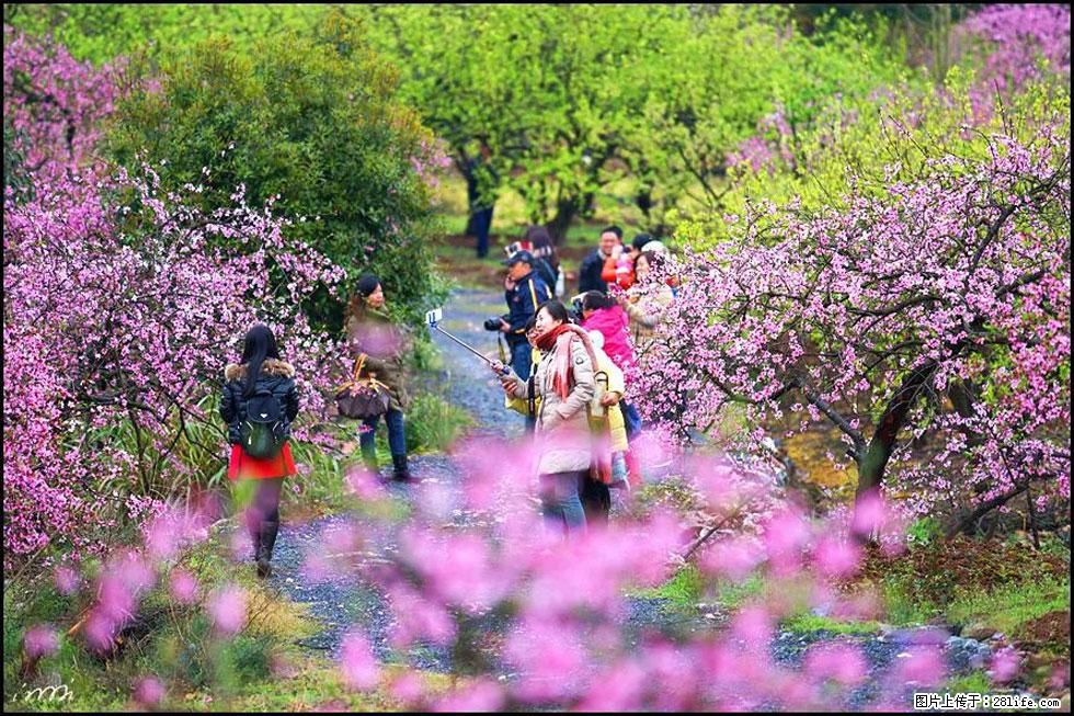 【春天，广西桂林灌阳县向您发出邀请！】官庄村有个醉美的桃花园 - 游山玩水 - 乌鲁木齐生活社区 - 乌鲁木齐28生活网 xj.28life.net