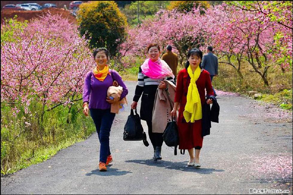 【春天，广西桂林灌阳县向您发出邀请！】官庄村有个醉美的桃花园 - 游山玩水 - 乌鲁木齐生活社区 - 乌鲁木齐28生活网 xj.28life.net