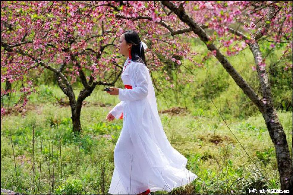 【春天，广西桂林灌阳县向您发出邀请！】官庄村有个醉美的桃花园 - 游山玩水 - 乌鲁木齐生活社区 - 乌鲁木齐28生活网 xj.28life.net