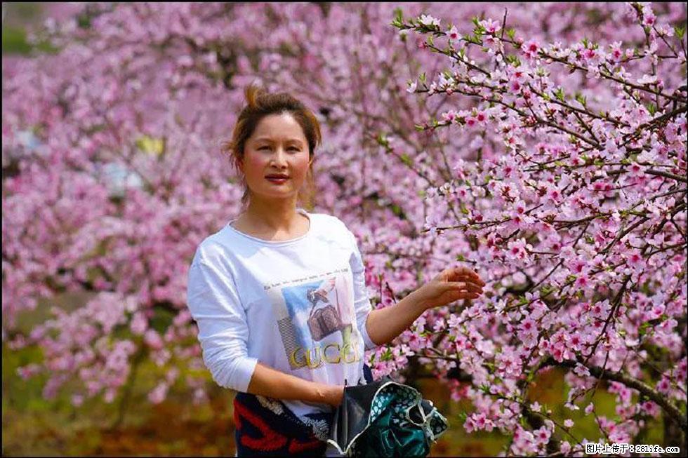 【春天，广西桂林灌阳县向您发出邀请！】官庄村有个醉美的桃花园 - 游山玩水 - 乌鲁木齐生活社区 - 乌鲁木齐28生活网 xj.28life.net