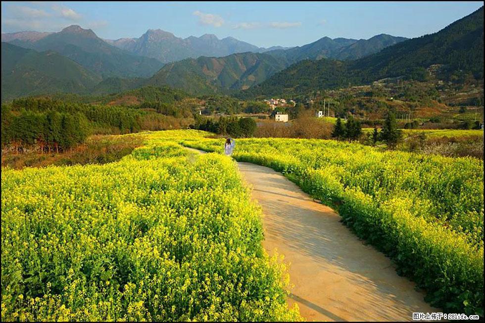 【春天，广西桂林灌阳县向您发出邀请！】长坪村油菜盛情花开 - 游山玩水 - 乌鲁木齐生活社区 - 乌鲁木齐28生活网 xj.28life.net