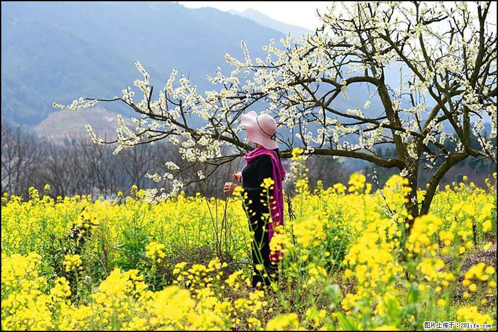 【春天，广西桂林灌阳县向您发出邀请！】长坪村油菜盛情花开 - 游山玩水 - 乌鲁木齐生活社区 - 乌鲁木齐28生活网 xj.28life.net