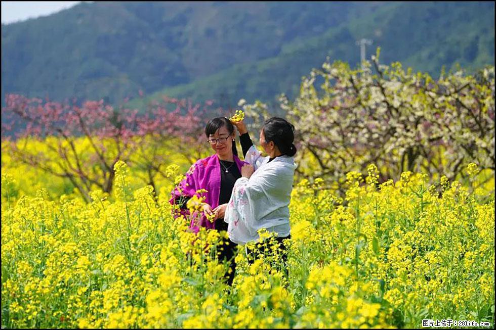 【春天，广西桂林灌阳县向您发出邀请！】长坪村油菜盛情花开 - 游山玩水 - 乌鲁木齐生活社区 - 乌鲁木齐28生活网 xj.28life.net