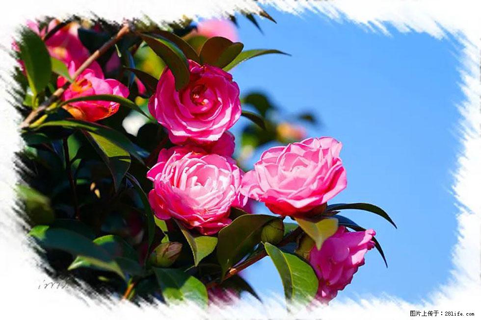 【春天，广西桂林灌阳县向您发出邀请！】杨柳井茶花惹人爱 - 游山玩水 - 乌鲁木齐生活社区 - 乌鲁木齐28生活网 xj.28life.net