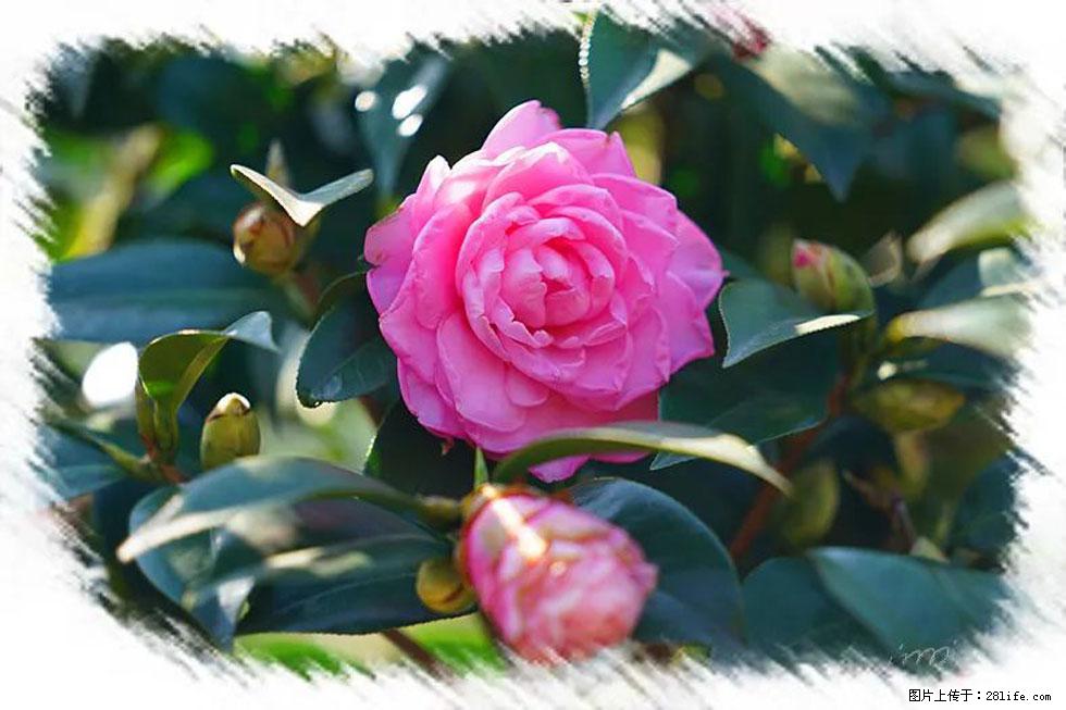 【春天，广西桂林灌阳县向您发出邀请！】杨柳井茶花惹人爱 - 游山玩水 - 乌鲁木齐生活社区 - 乌鲁木齐28生活网 xj.28life.net