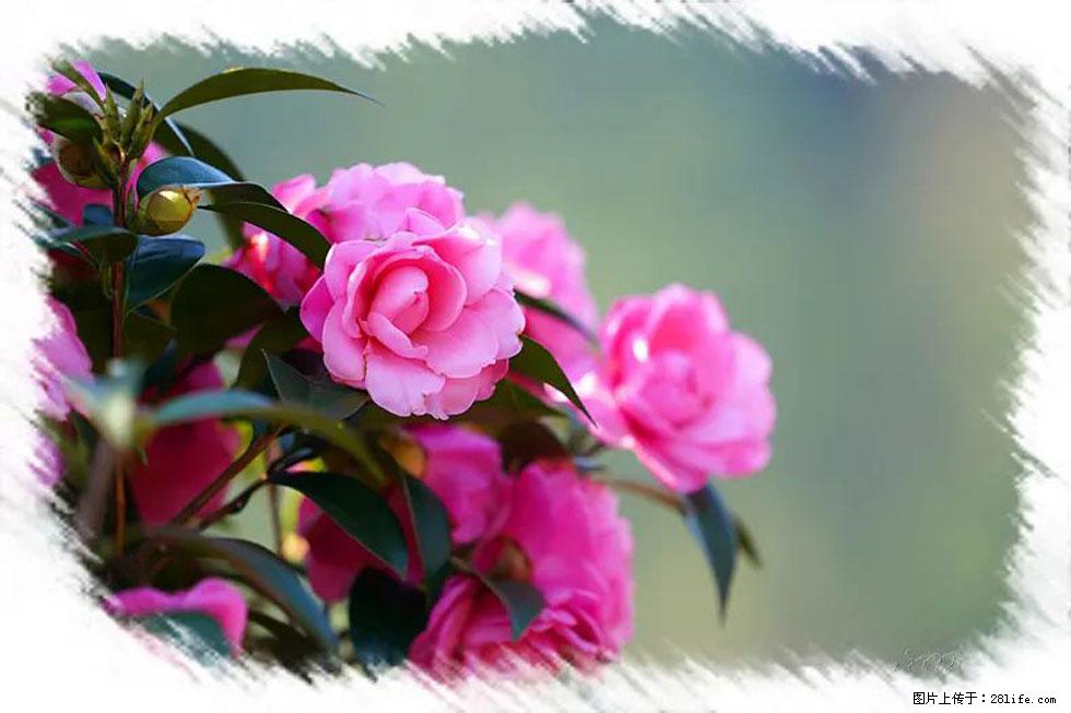 【春天，广西桂林灌阳县向您发出邀请！】杨柳井茶花惹人爱 - 游山玩水 - 乌鲁木齐生活社区 - 乌鲁木齐28生活网 xj.28life.net