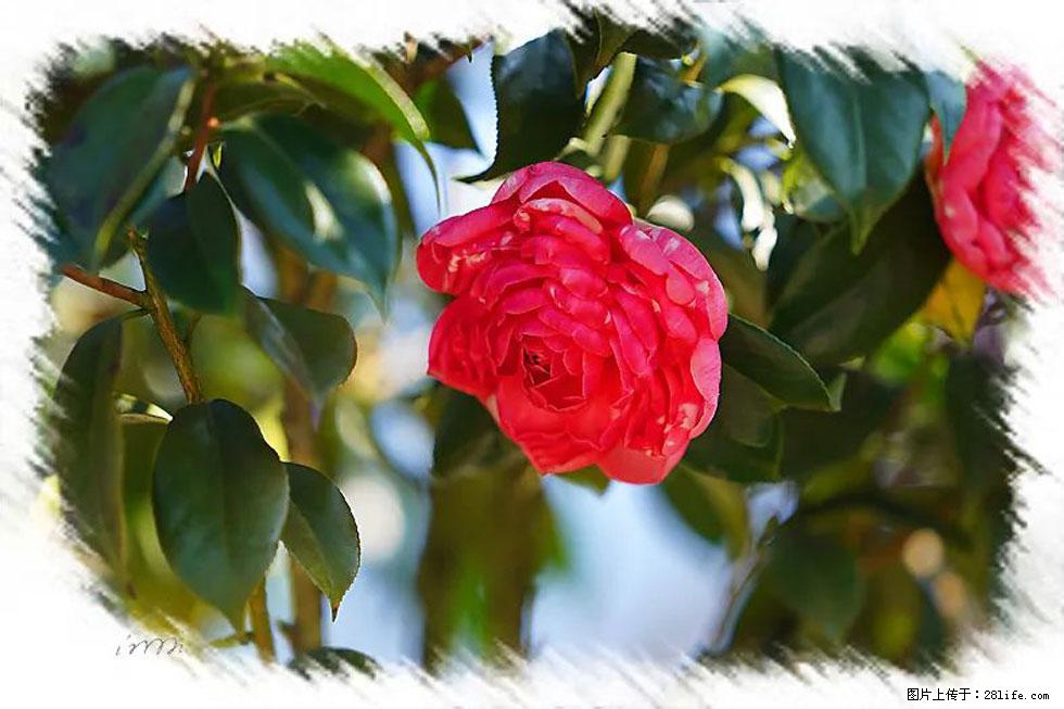 【春天，广西桂林灌阳县向您发出邀请！】杨柳井茶花惹人爱 - 游山玩水 - 乌鲁木齐生活社区 - 乌鲁木齐28生活网 xj.28life.net