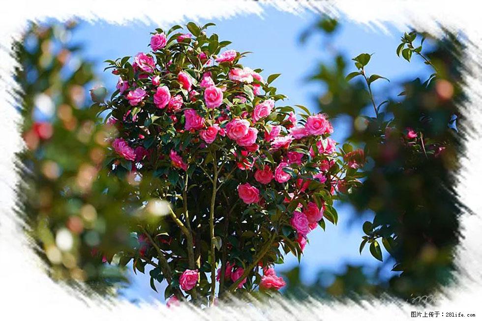 【春天，广西桂林灌阳县向您发出邀请！】杨柳井茶花惹人爱 - 游山玩水 - 乌鲁木齐生活社区 - 乌鲁木齐28生活网 xj.28life.net