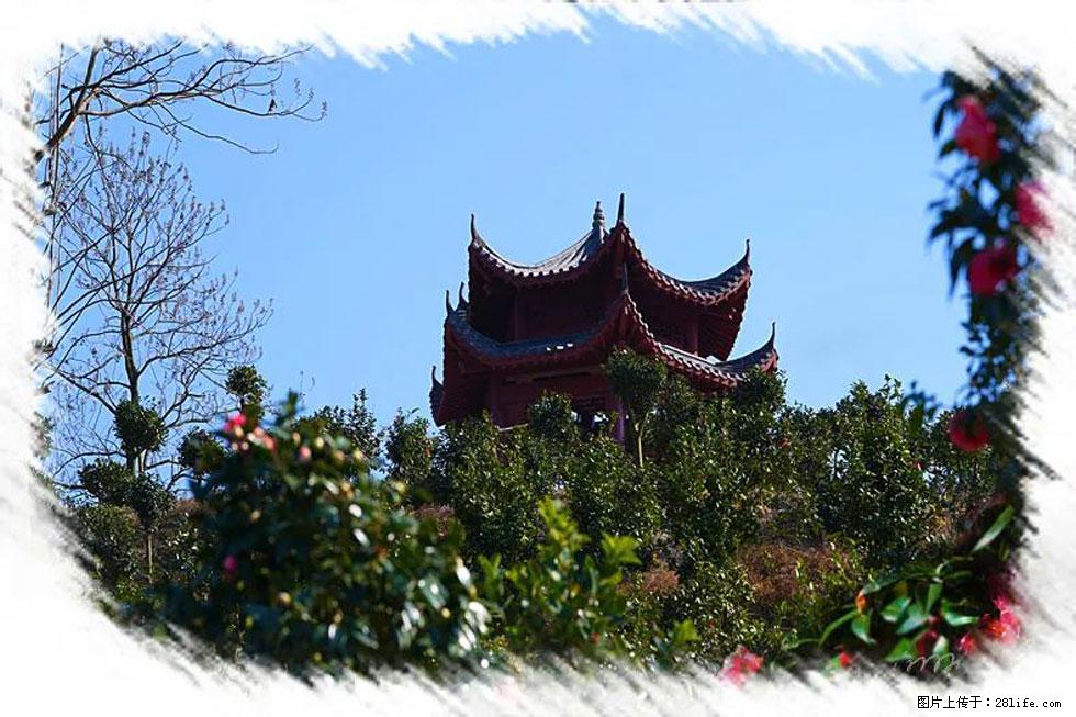 【春天，广西桂林灌阳县向您发出邀请！】杨柳井茶花惹人爱 - 游山玩水 - 乌鲁木齐生活社区 - 乌鲁木齐28生活网 xj.28life.net