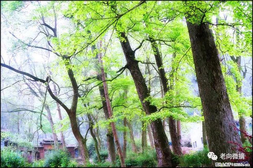 【春天，广西桂林灌阳县向您发出邀请！】在小龙村与春天约会 - 游山玩水 - 乌鲁木齐生活社区 - 乌鲁木齐28生活网 xj.28life.net
