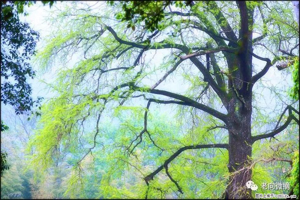 【春天，广西桂林灌阳县向您发出邀请！】在小龙村与春天约会 - 游山玩水 - 乌鲁木齐生活社区 - 乌鲁木齐28生活网 xj.28life.net