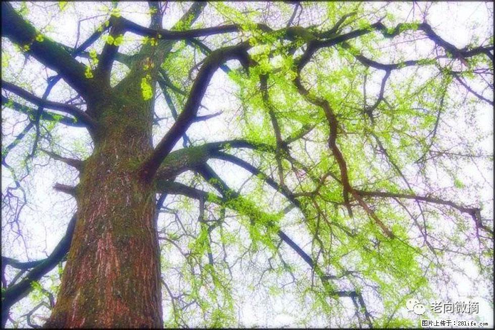 【春天，广西桂林灌阳县向您发出邀请！】在小龙村与春天约会 - 游山玩水 - 乌鲁木齐生活社区 - 乌鲁木齐28生活网 xj.28life.net