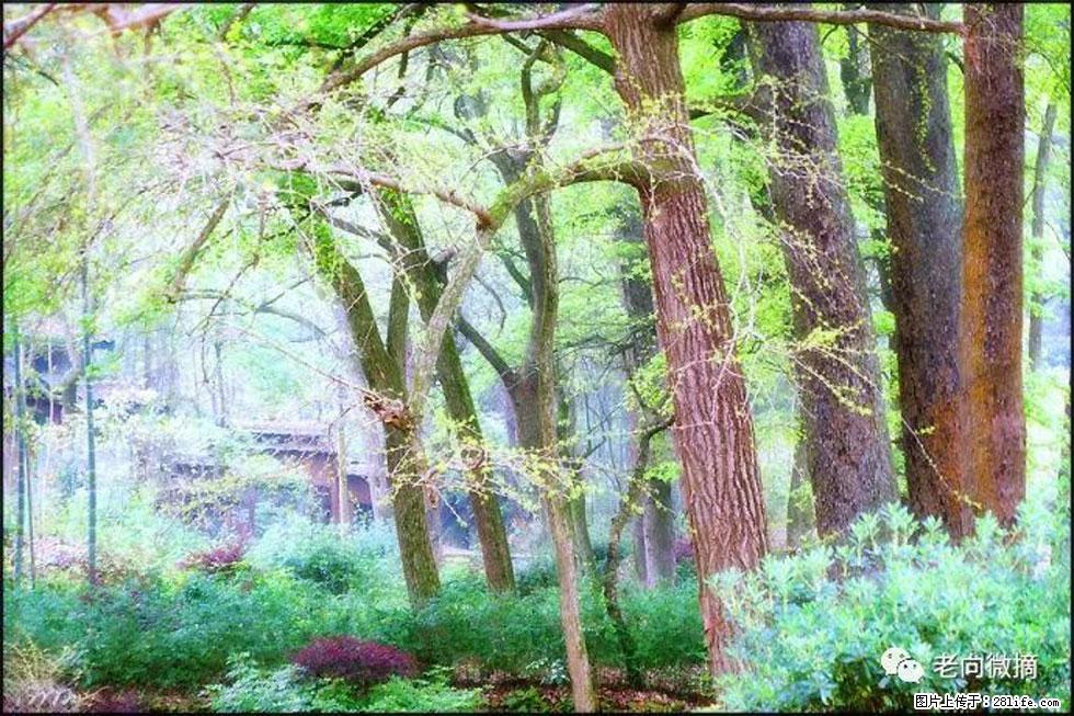 【春天，广西桂林灌阳县向您发出邀请！】在小龙村与春天约会 - 游山玩水 - 乌鲁木齐生活社区 - 乌鲁木齐28生活网 xj.28life.net