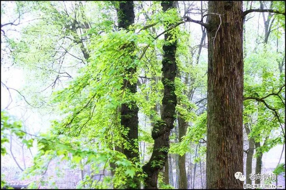 【春天，广西桂林灌阳县向您发出邀请！】在小龙村与春天约会 - 游山玩水 - 乌鲁木齐生活社区 - 乌鲁木齐28生活网 xj.28life.net
