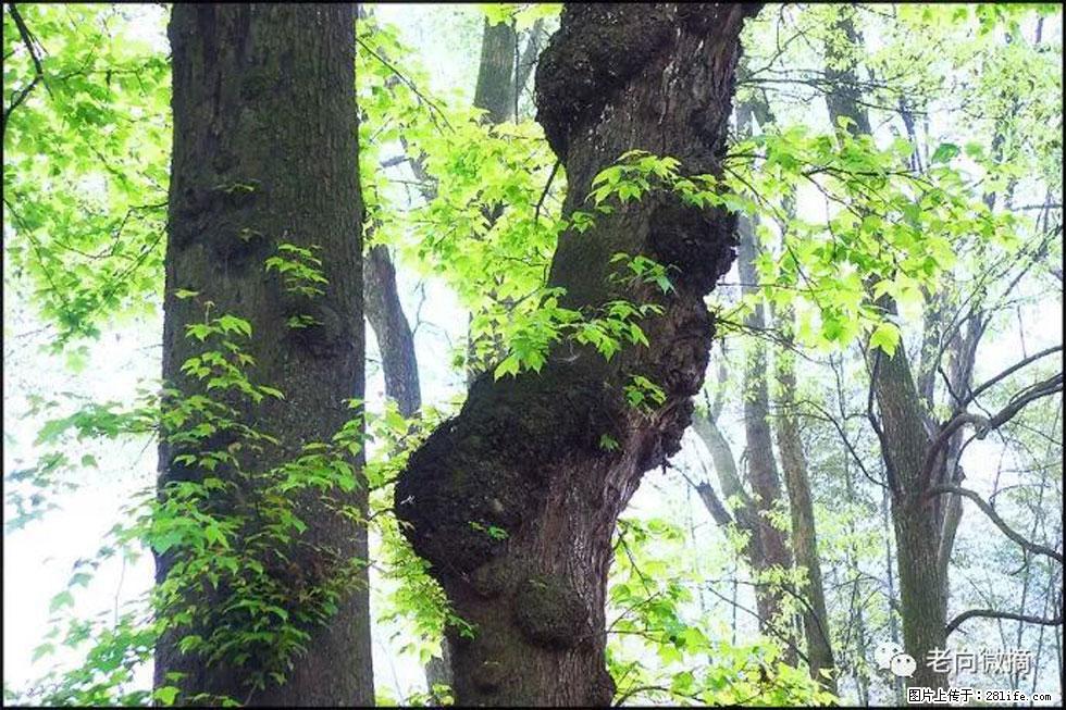 【春天，广西桂林灌阳县向您发出邀请！】在小龙村与春天约会 - 游山玩水 - 乌鲁木齐生活社区 - 乌鲁木齐28生活网 xj.28life.net
