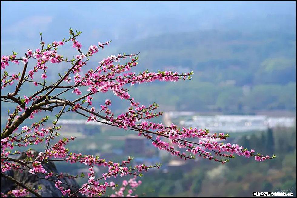 【春天，广西桂林灌阳县向您发出邀请！】望月岭上桃花开 - 游山玩水 - 乌鲁木齐生活社区 - 乌鲁木齐28生活网 xj.28life.net