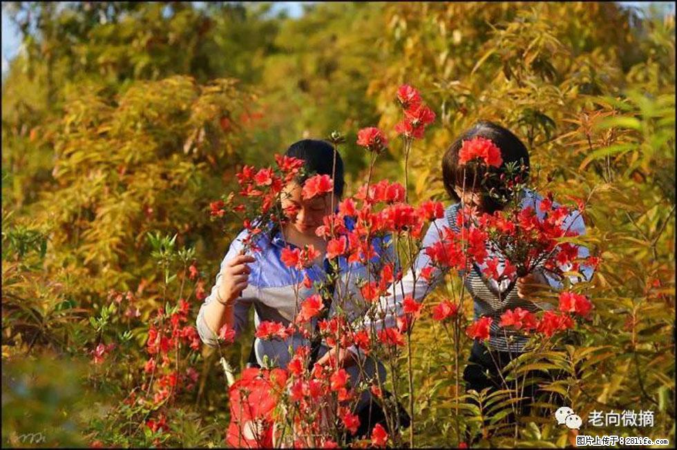 【春天，广西桂林灌阳县向您发出邀请！】登麒麟山，相约映山红 - 游山玩水 - 乌鲁木齐生活社区 - 乌鲁木齐28生活网 xj.28life.net