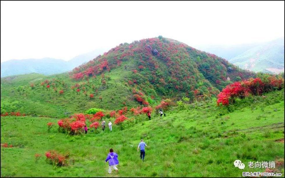 【春天，广西桂林灌阳县向您发出邀请！】宝盖山上映山红 - 游山玩水 - 乌鲁木齐生活社区 - 乌鲁木齐28生活网 xj.28life.net