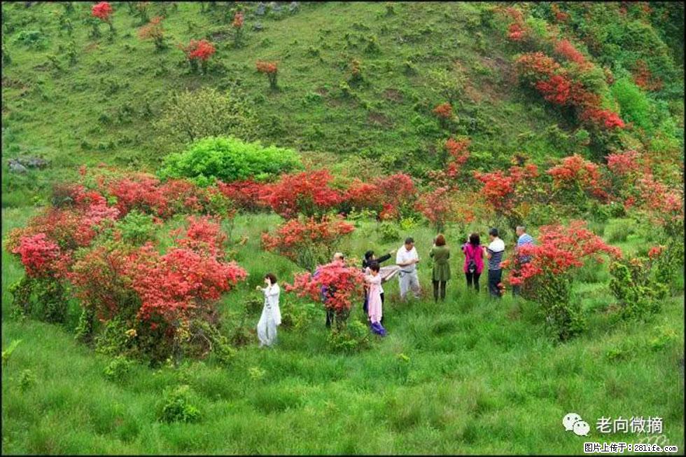 【春天，广西桂林灌阳县向您发出邀请！】宝盖山上映山红 - 游山玩水 - 乌鲁木齐生活社区 - 乌鲁木齐28生活网 xj.28life.net