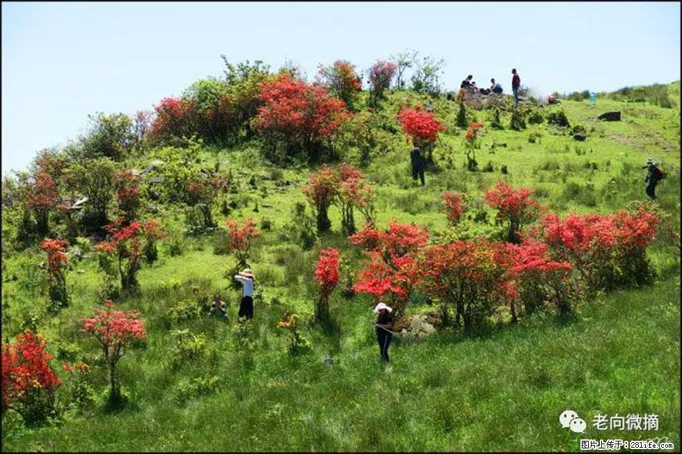 【春天，广西桂林灌阳县向您发出邀请！】宝盖山上映山红 - 游山玩水 - 乌鲁木齐生活社区 - 乌鲁木齐28生活网 xj.28life.net