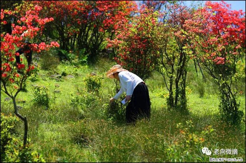 【春天，广西桂林灌阳县向您发出邀请！】宝盖山上映山红 - 游山玩水 - 乌鲁木齐生活社区 - 乌鲁木齐28生活网 xj.28life.net