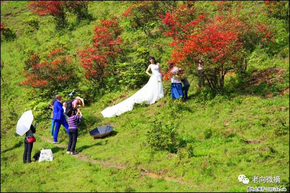 【春天，广西桂林灌阳县向您发出邀请！】宝盖山上映山红 - 游山玩水 - 乌鲁木齐生活社区 - 乌鲁木齐28生活网 xj.28life.net