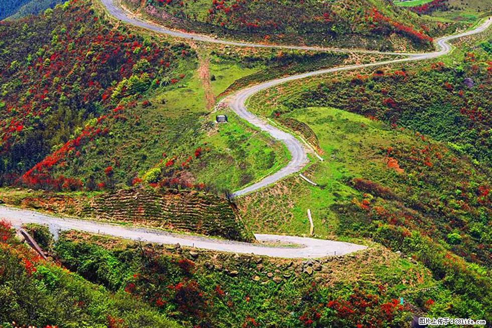 【春天，广西桂林灌阳县向您发出邀请！】春木界上映山红 - 游山玩水 - 乌鲁木齐生活社区 - 乌鲁木齐28生活网 xj.28life.net