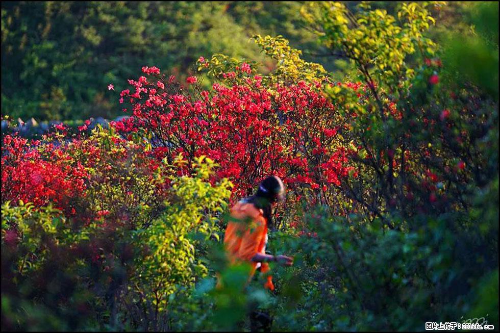 【春天，广西桂林灌阳县向您发出邀请！】春木界上映山红 - 游山玩水 - 乌鲁木齐生活社区 - 乌鲁木齐28生活网 xj.28life.net