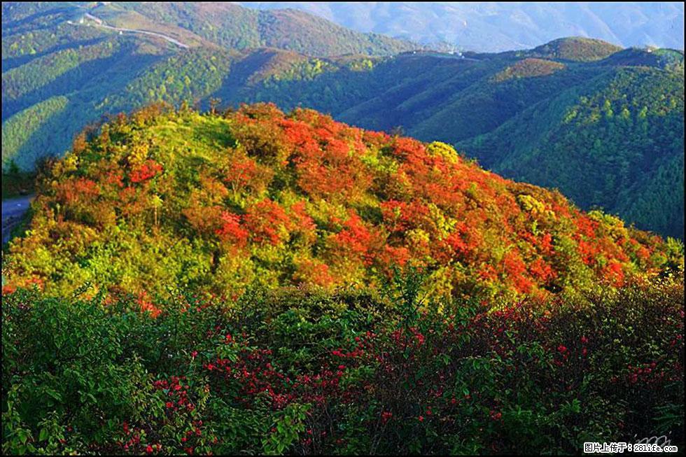 【春天，广西桂林灌阳县向您发出邀请！】春木界上映山红 - 游山玩水 - 乌鲁木齐生活社区 - 乌鲁木齐28生活网 xj.28life.net