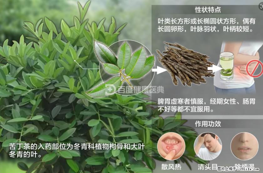苦丁茶有哪些功效和作用 - 生活百科 - 乌鲁木齐生活社区 - 乌鲁木齐28生活网 xj.28life.net