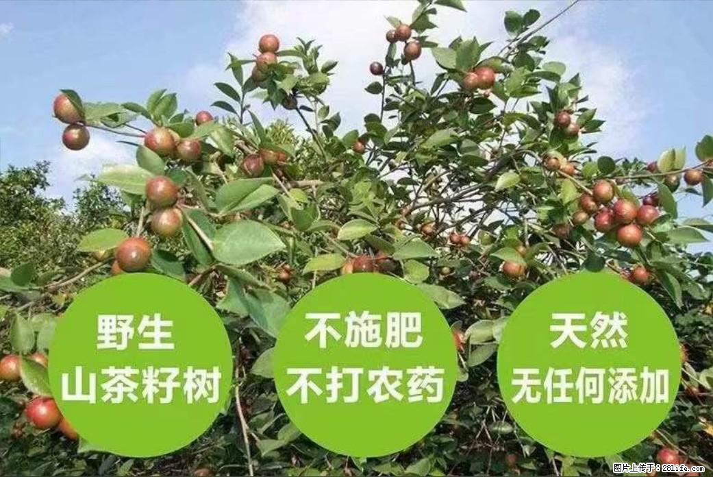 【灌阳县油茶产业示范区】一个有着充实的精神生活的人，对待身外之物自会有一种淡泊的态度 - 美食天地 - 乌鲁木齐生活社区 - 乌鲁木齐28生活网 xj.28life.net