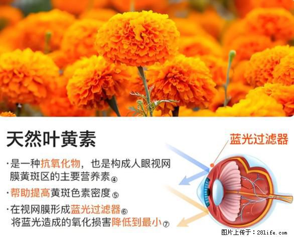 叶黄素有什么功效和作用 - 生活百科 - 乌鲁木齐生活社区 - 乌鲁木齐28生活网 xj.28life.net