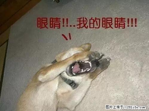 笑癫了！一女的怀孕三年未生，他终于忍不住了... - 娱乐八卦 - 乌鲁木齐生活社区 - 乌鲁木齐28生活网 xj.28life.net