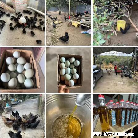 油茶园从小鸡仔开始养起的纯土鸡、土鸡蛋可以预定啦！还有前几天刚榨的纯山茶油哦 - 美食天地 - 乌鲁木齐生活社区 - 乌鲁木齐28生活网 xj.28life.net