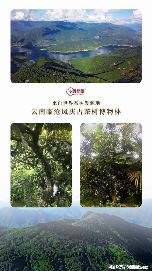 时间果百年古树2025年春红茶 - 购物交流 - 乌鲁木齐生活社区 - 乌鲁木齐28生活网 xj.28life.net