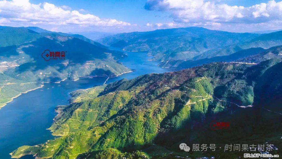 时间果百年古树龙珠普洱生茶 - 购物交流 - 乌鲁木齐生活社区 - 乌鲁木齐28生活网 xj.28life.net