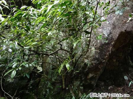 平乐石崖茶，珍贵仅次于金花茶 - 乌鲁木齐生活资讯 - 乌鲁木齐28生活网 xj.28life.net