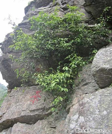 平乐石崖茶，珍贵仅次于金花茶 - 乌鲁木齐生活资讯 - 乌鲁木齐28生活网 xj.28life.net