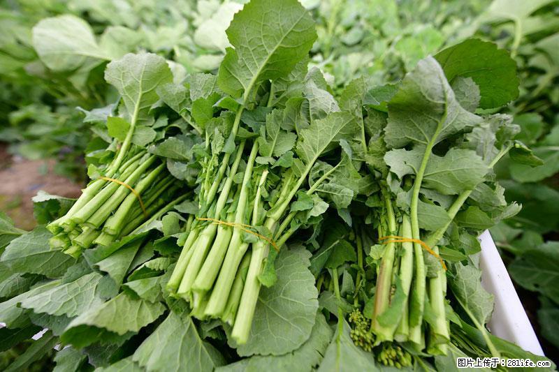 这些蔬菜是“天然钙片”，这6种被医生重点推荐 - 乌鲁木齐生活资讯 - 乌鲁木齐28生活网 xj.28life.net